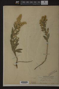 Solidago radula image