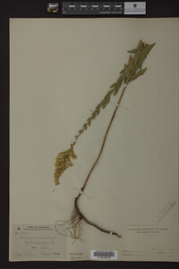 Solidago radula image