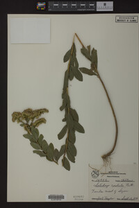 Solidago radula image