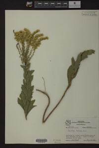 Solidago radula image