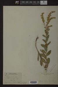 Solidago radula image