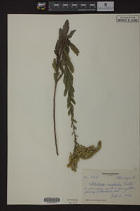 Solidago radula image