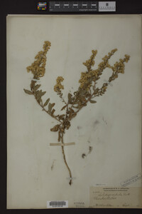 Solidago radula image