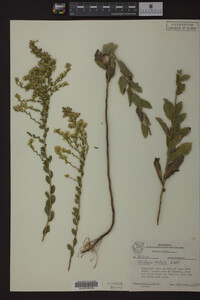 Solidago radula image