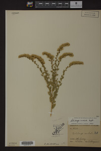 Solidago radula image