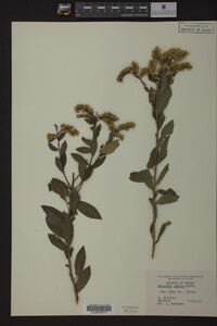 Solidago radula image