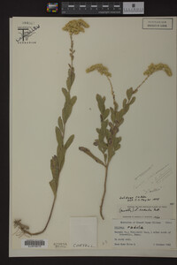 Solidago radula image