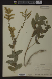 Solidago radula image