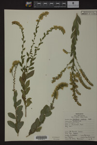 Solidago radula image