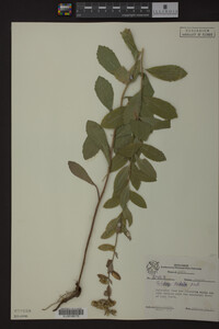 Solidago radula image