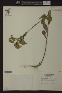 Solidago radula image