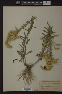 Solidago radula image
