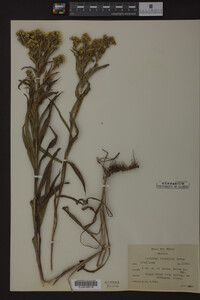 Solidago riddellii image