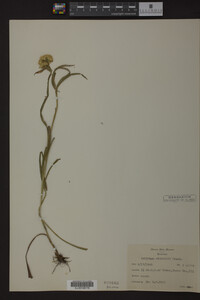 Solidago riddellii image