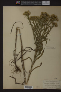 Solidago riddellii image
