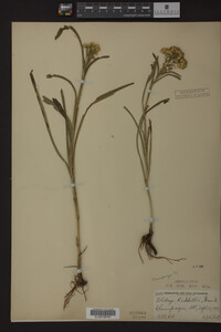 Solidago riddellii image