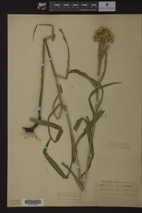 Solidago riddellii image
