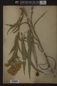 Solidago riddellii image