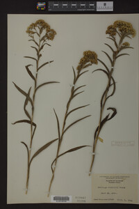 Solidago riddellii image