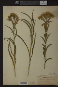 Solidago riddellii image