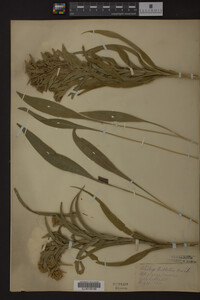 Solidago riddellii image