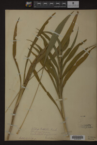 Solidago riddellii image