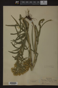 Solidago riddellii image