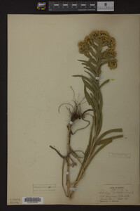 Solidago riddellii image