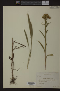 Solidago riddellii image