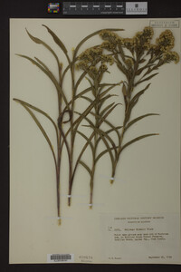 Solidago riddellii image