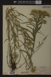 Solidago riddellii image