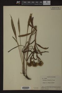 Solidago riddellii image