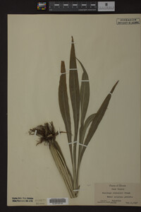 Solidago riddellii image