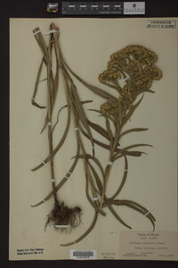 Solidago riddellii image