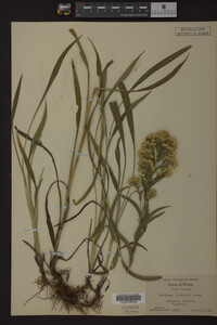 Solidago riddellii image