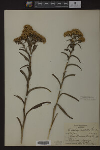 Solidago riddellii image