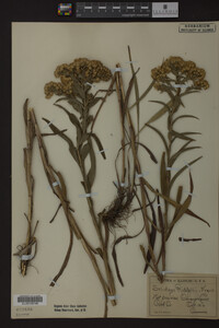 Solidago riddellii image