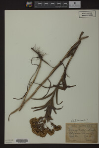 Solidago riddellii image