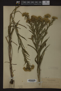 Solidago riddellii image