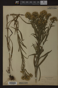 Solidago riddellii image