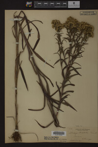 Media resource of Solidago riddellii
