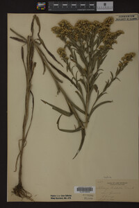 Solidago riddellii image