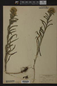Solidago riddellii image