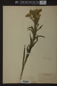 Solidago riddellii image