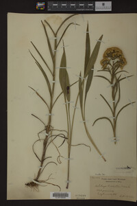 Solidago riddellii image