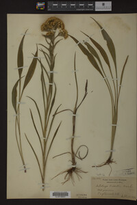 Solidago riddellii image