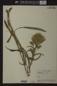 Solidago riddellii image