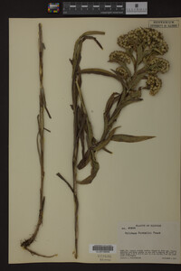 Solidago riddellii image