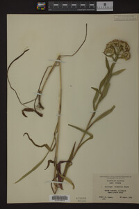 Solidago riddellii image