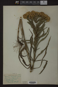 Solidago riddellii image